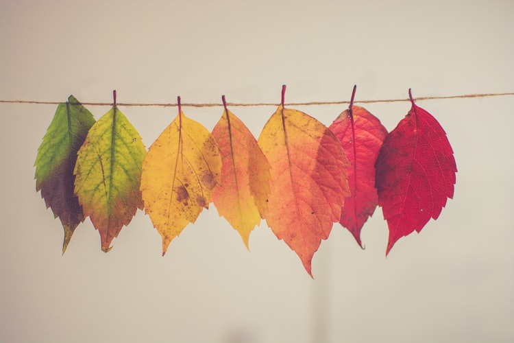 Leaves colour change. Chris Lawton